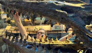 Scientists discover new marine T rex that was twice the size of great whites and ‘meaner than any mosasaur’