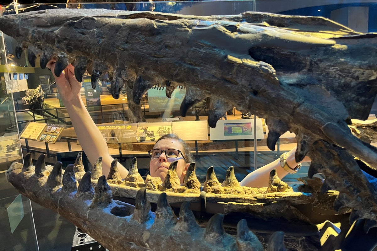 Scientists discover new marine T rex that was twice the size of great whites and ‘meaner than any mosasaur’