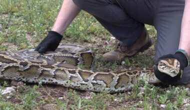 Vultures prey on Burmese python eggs in Florida Everglades