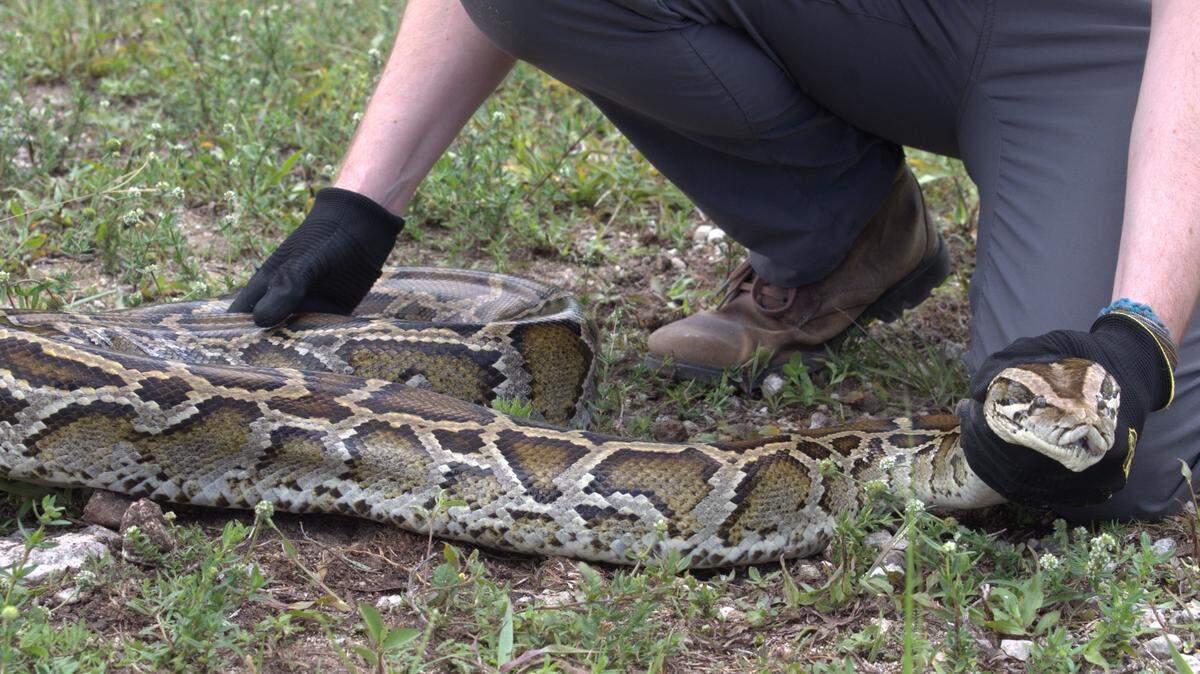 Invasive Burmese pythons are considered one of the most destructive species threatening the Everglades ecosystem. Invasive Burmese pythons are considered one of the most destructive species threatening the Everglades ecosystem.