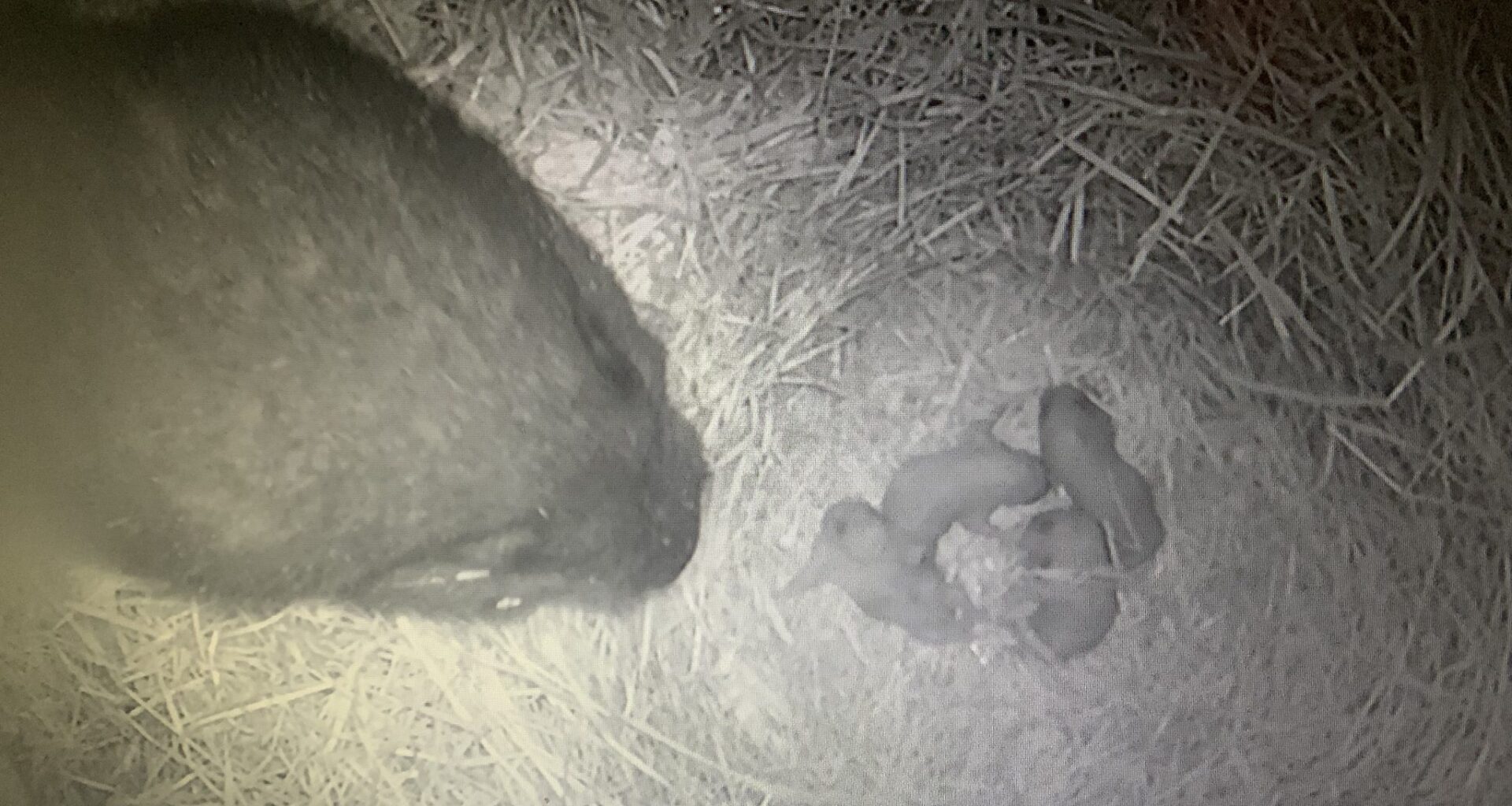 Video captures ‘exceptionally rare’ look at newborn Vancouver Island marmots