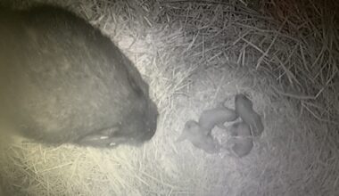 Video captures ‘exceptionally rare’ look at newborn Vancouver Island marmots