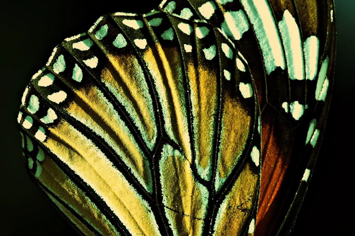Scientists Were Studying Buttefly Wings—and Found a 120 Million-Year-Old Evolutionary Pattern