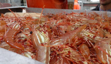 Vancouver's Spot Prawn Festival celebrates a fishery under pressure