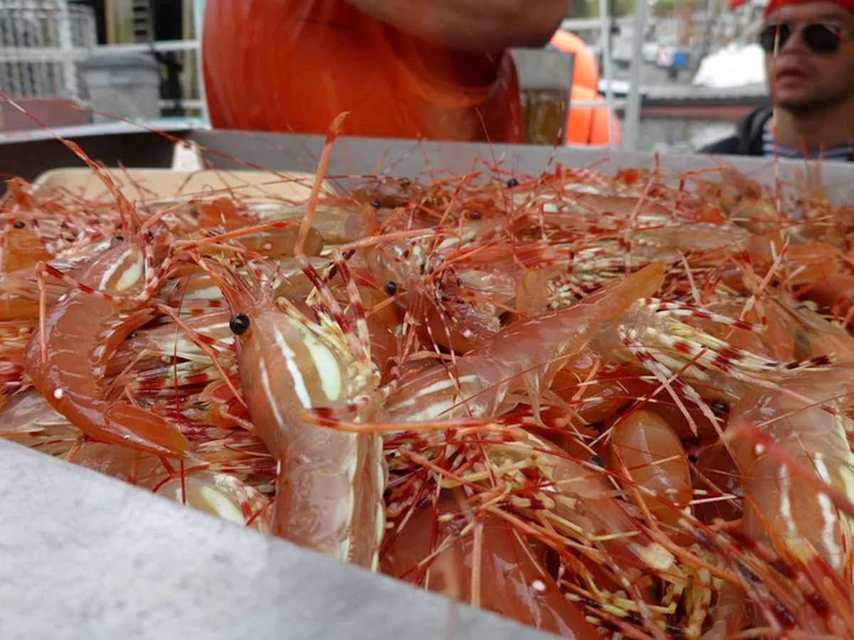 Vancouver's Spot Prawn Festival celebrates a fishery under pressure