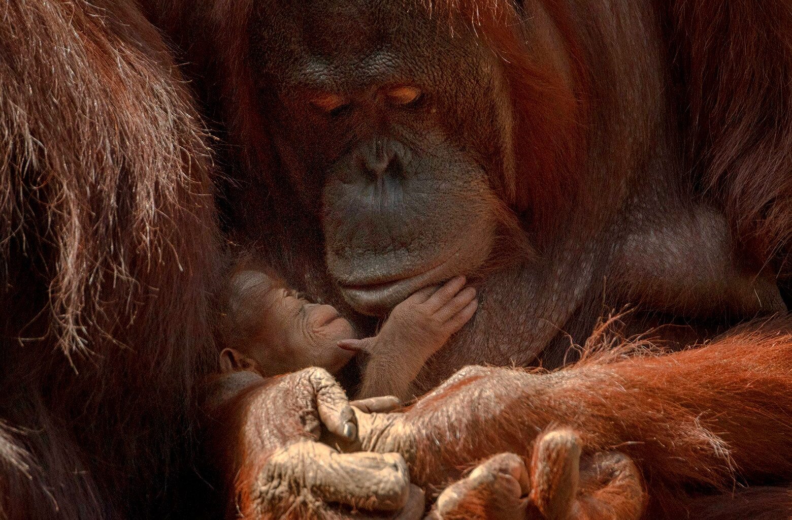 Orangutan moms are the tradwives of the animal kingdom