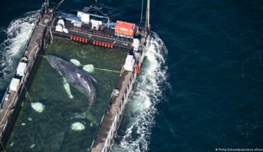 Whale 'Timmy' reaches Denmark in rescue effort — in pictures