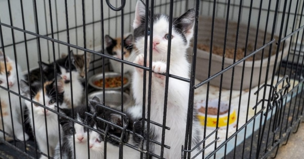 Mississauga: Man facing 130 charges in animal cruelty probe