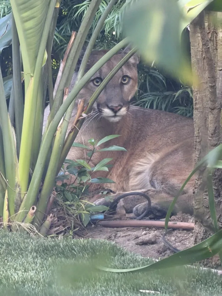 Residents are being urged to stay indoors, keep pets inside, and avoid approaching the animal or trying to take photos of it. Anna Redmond