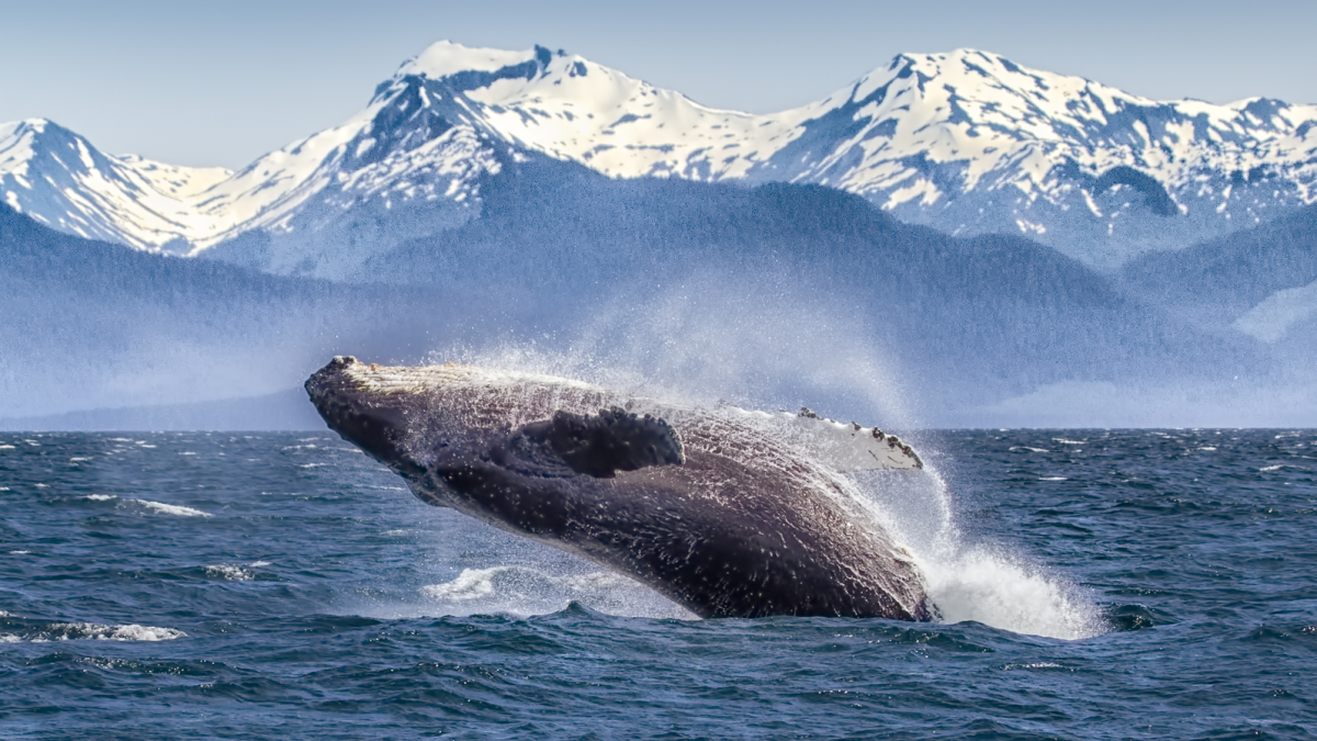 Listen: scientists stumped by humpbacks’ thrum heard for miles
