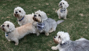 'Has its own tartan': Rare Dandie Dinmont terriers to parade at Edmonton's Hawrelak Park June 6