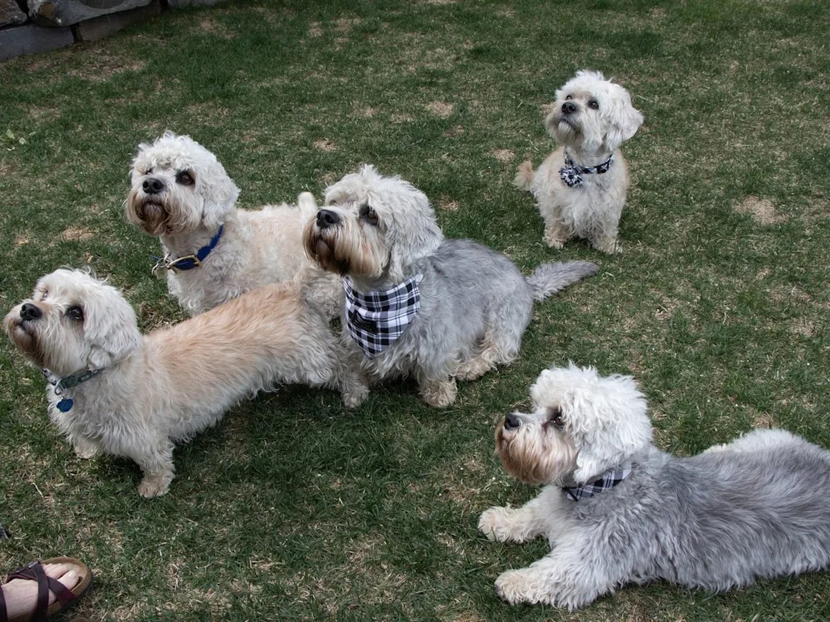 'Has its own tartan': Rare Dandie Dinmont terriers to parade at Edmonton's Hawrelak Park June 6