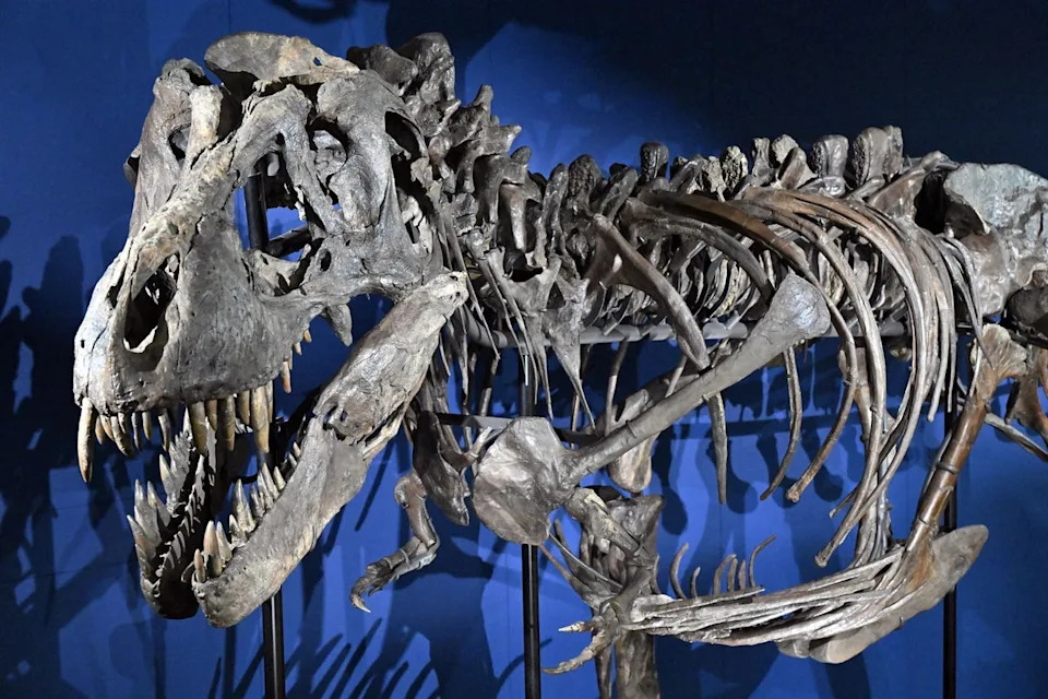 Skeleton of a Tyrannosaurus rex called 'Trinity' at the Sauriermuseum Aathal museum in Seegraben (AFP via Getty)