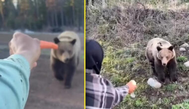 Tourists spark outrage by hand-feeding B.C. grizzly bears in social video