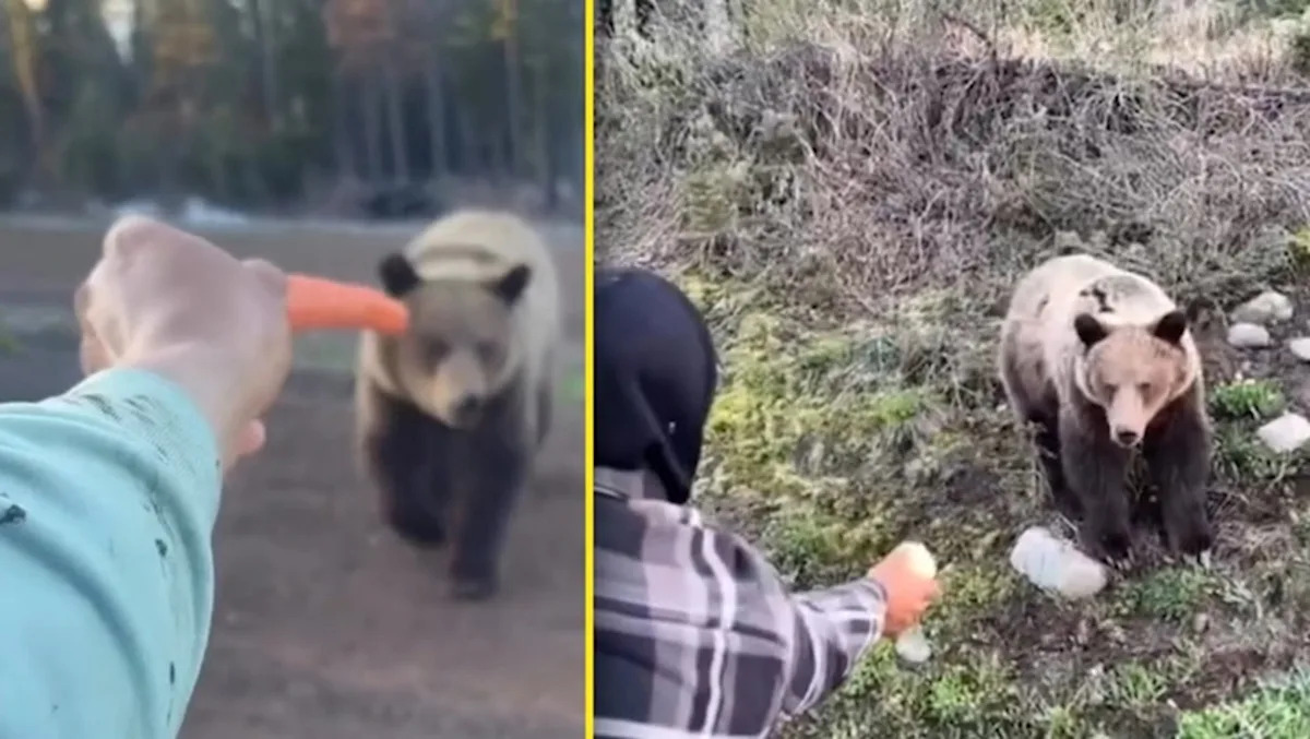 Tourists spark outrage by hand-feeding B.C. grizzly bears in social video