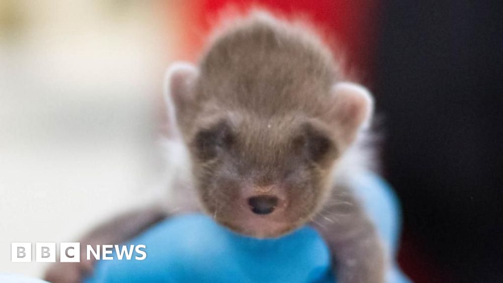 Baby pine marten who lost siblings rescued from bin in Wales - BBC