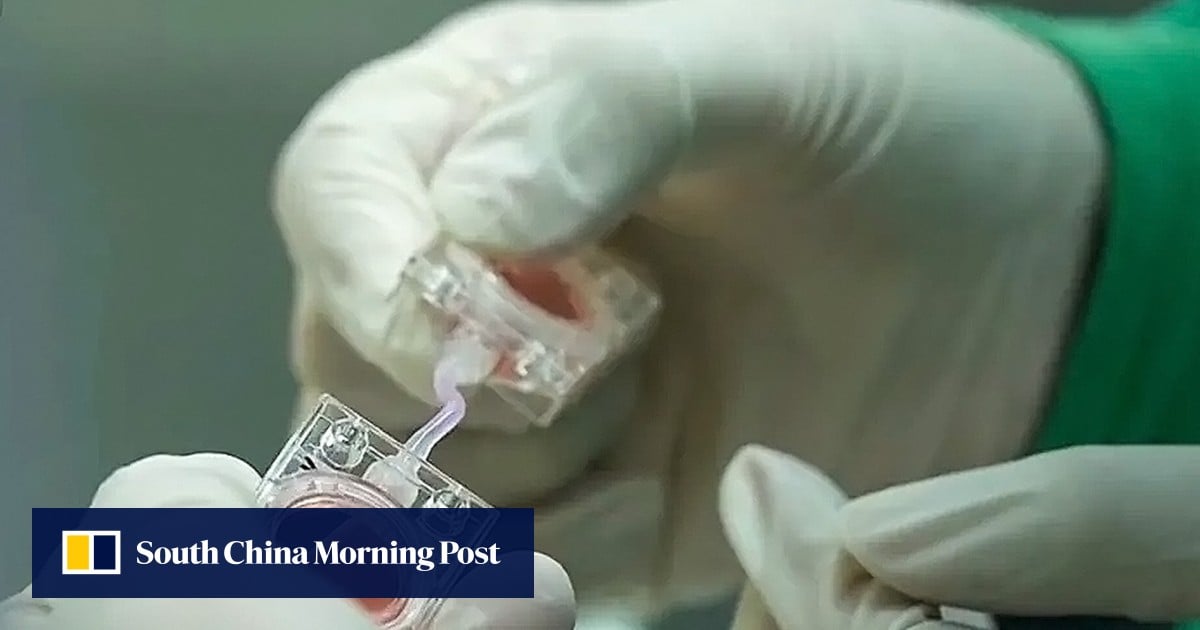 China sends embryos into orbit to find out if humans can have babies in space