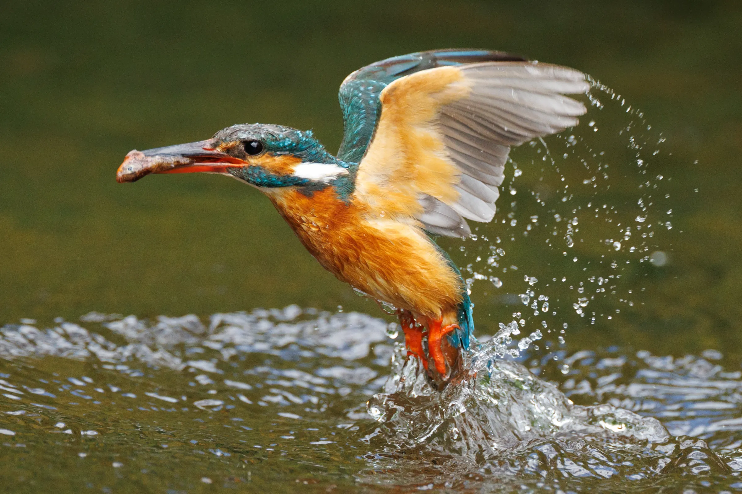 A kingfisher with a fish in its beak emerges from the water, creating a splash.