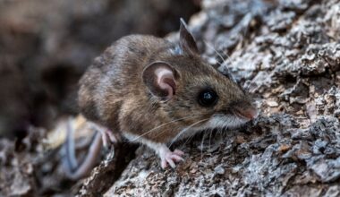 What is hantavirus? What to know about the illness suspected of killing three on board cruise ship