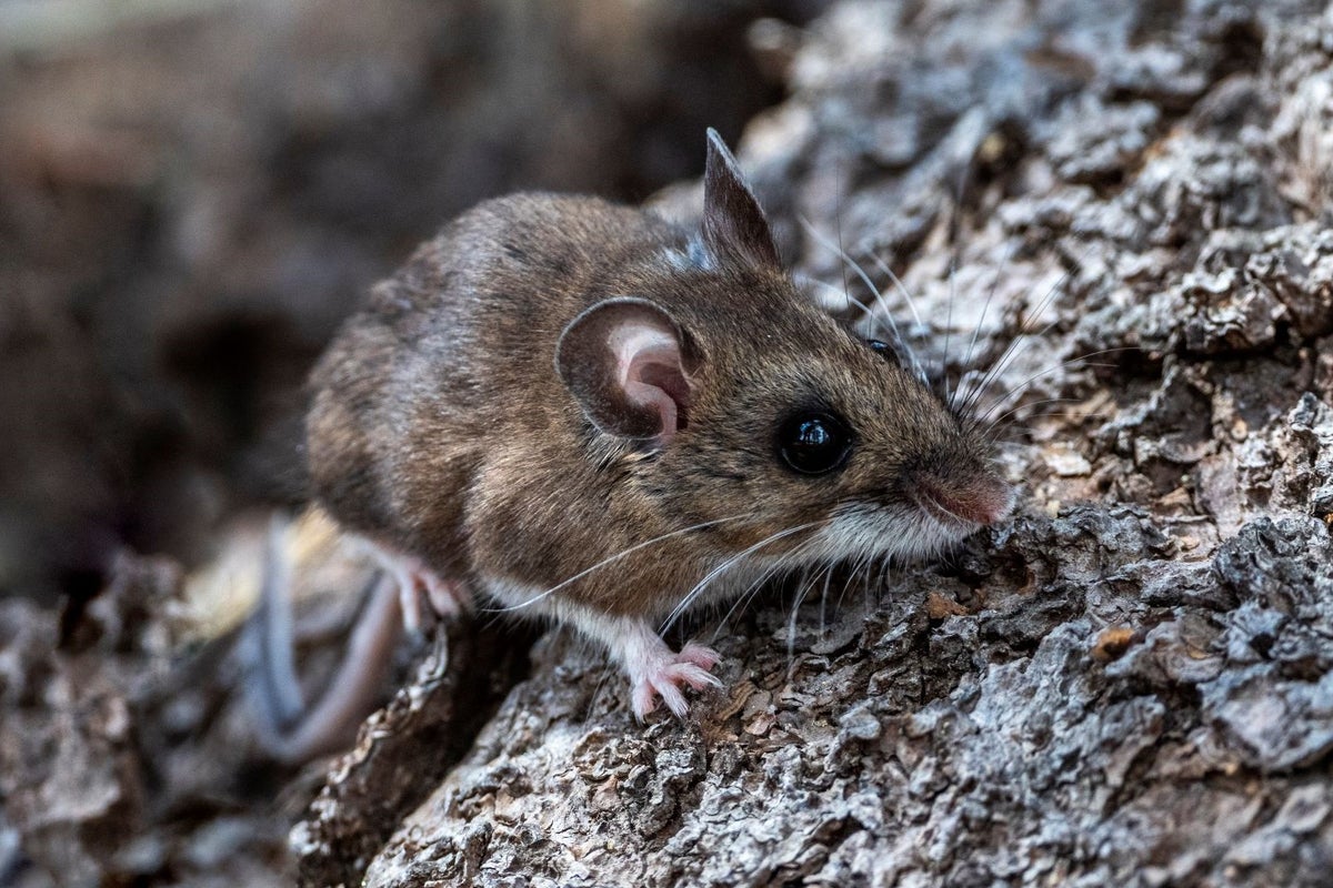 What is hantavirus? What to know about the illness suspected of killing three on board cruise ship