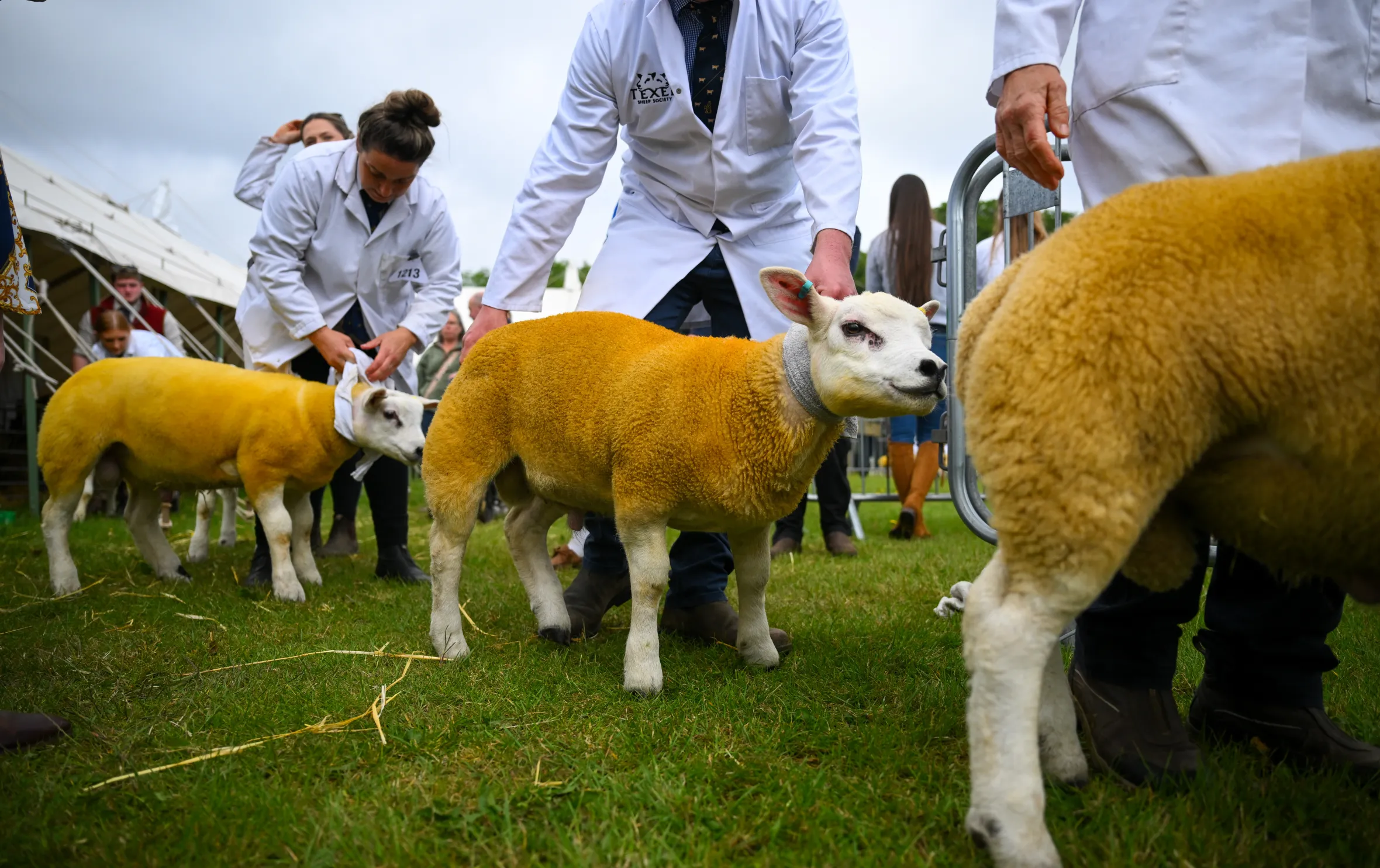 Two people in white coats judging sheep at the Devon County Show.
