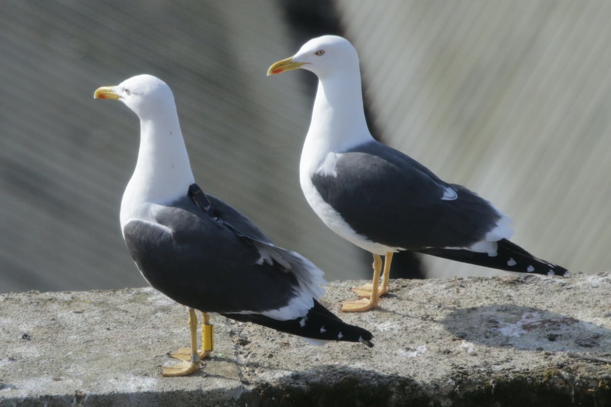 TfL bird-snagging net is death trap and must be removed, say residents