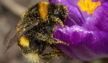 How Biodiversity Strips Help to Attract More Beneficial Insects