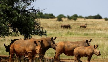 Rhino rancher seeks South African court’s approval to export 479 rhino horns to Canada
