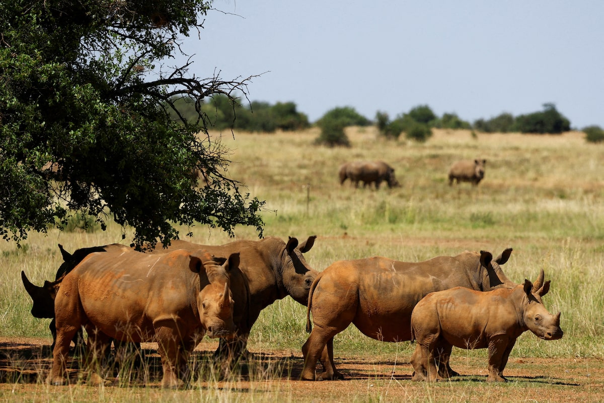 Rhino rancher seeks South African court’s approval to export 479 rhino horns to Canada