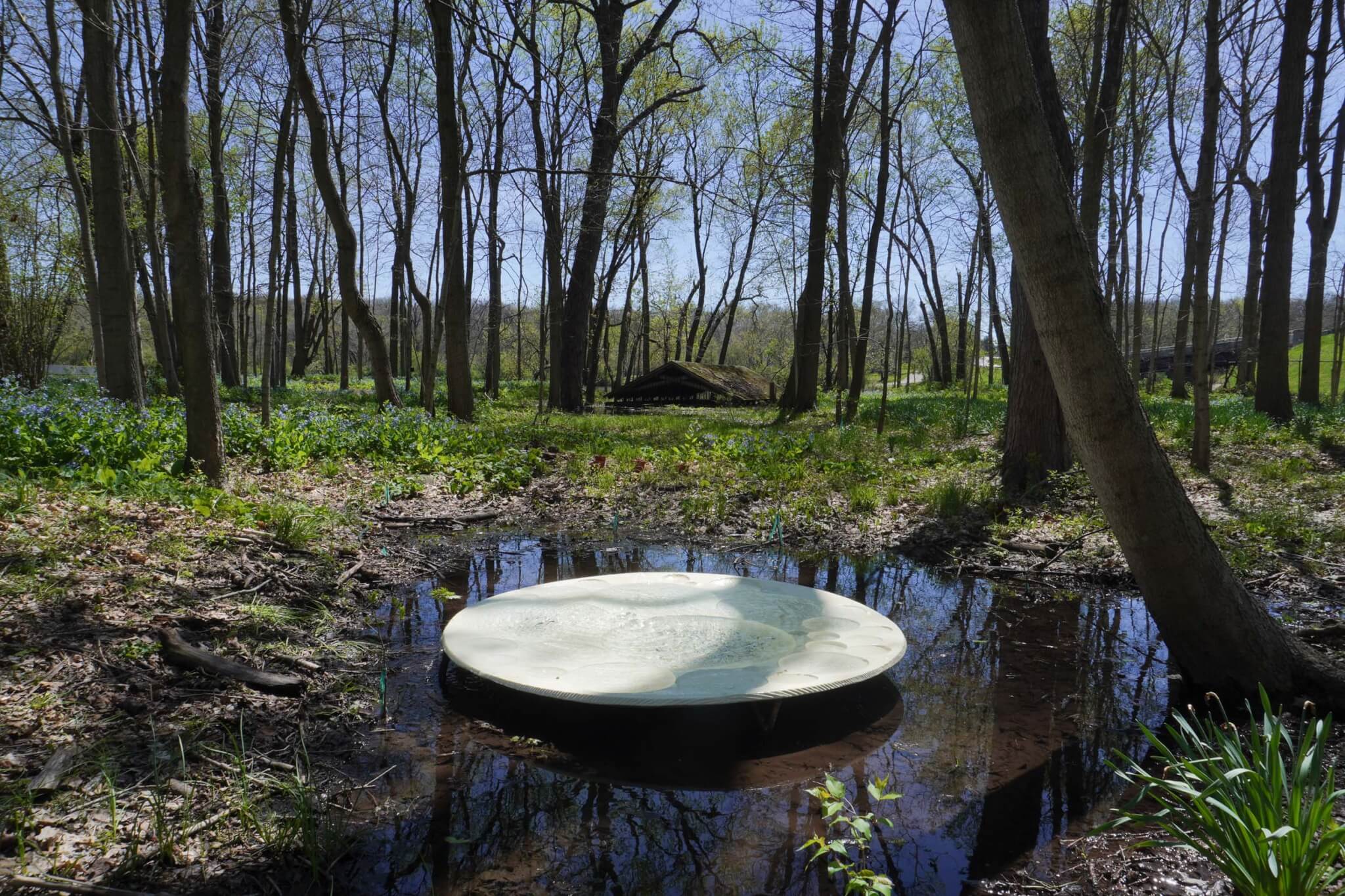 A small round white fountain disc set in a marshy pool of water