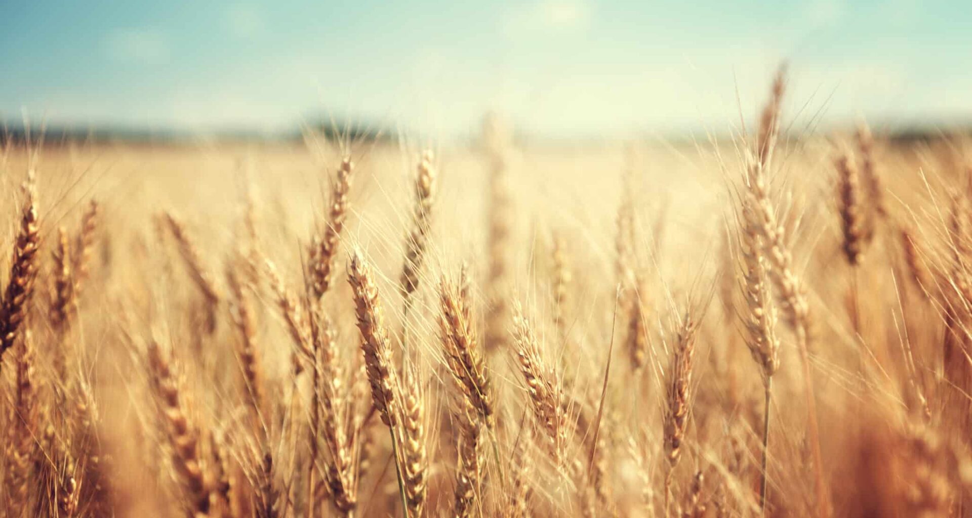 golden wheat field and sunny day