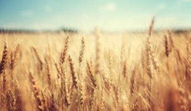 golden wheat field and sunny day
