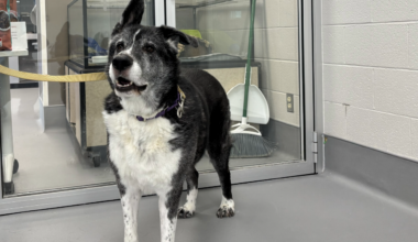 Pet lovers invited to Mississauga Animal Services’ Adopt‑a‑thon – City of Mississauga