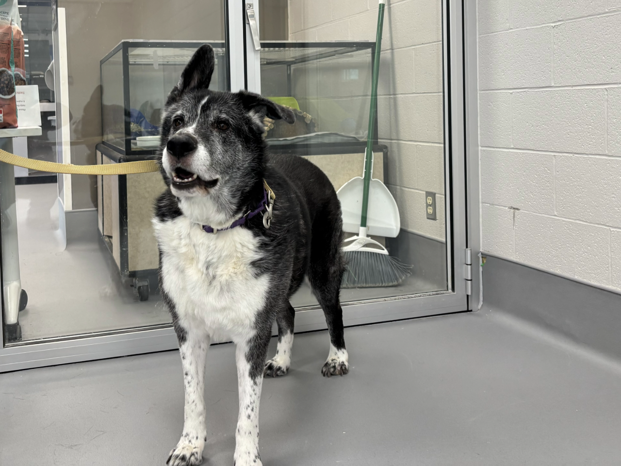 Pet lovers invited to Mississauga Animal Services’ Adopt‑a‑thon – City of Mississauga