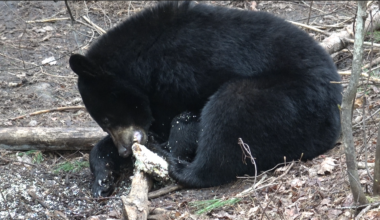 Spring bear season: More than a hunt