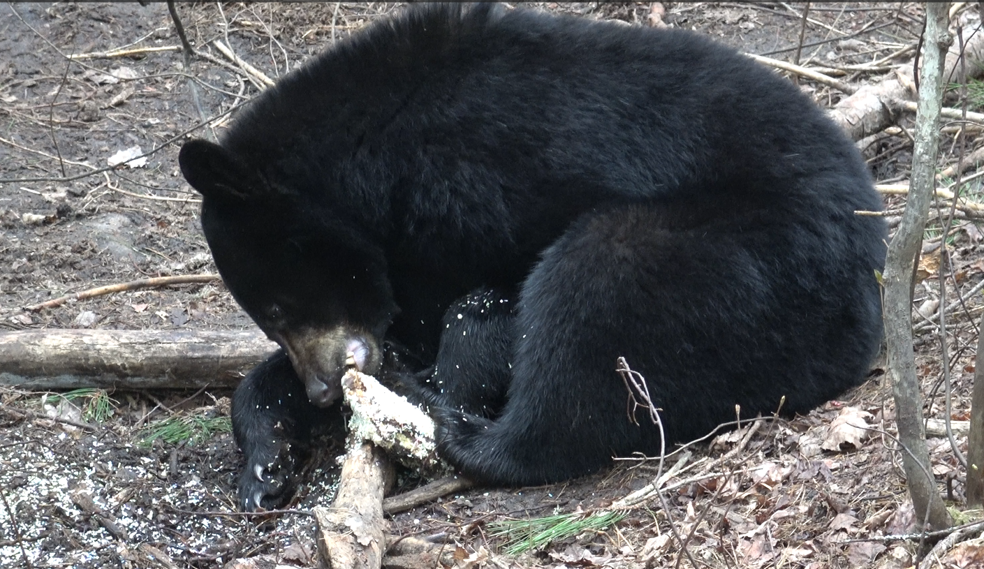 Spring bear season: More than a hunt