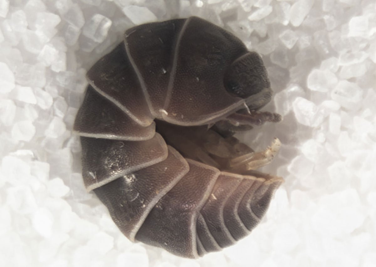 Armadillo sordidus Isopod in Aggregation