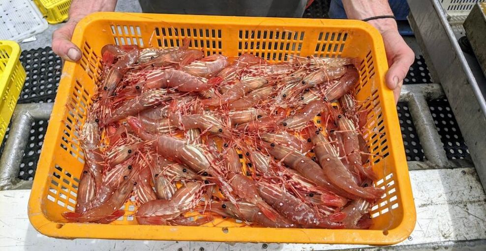 BC Live Spot Prawns & Seafood