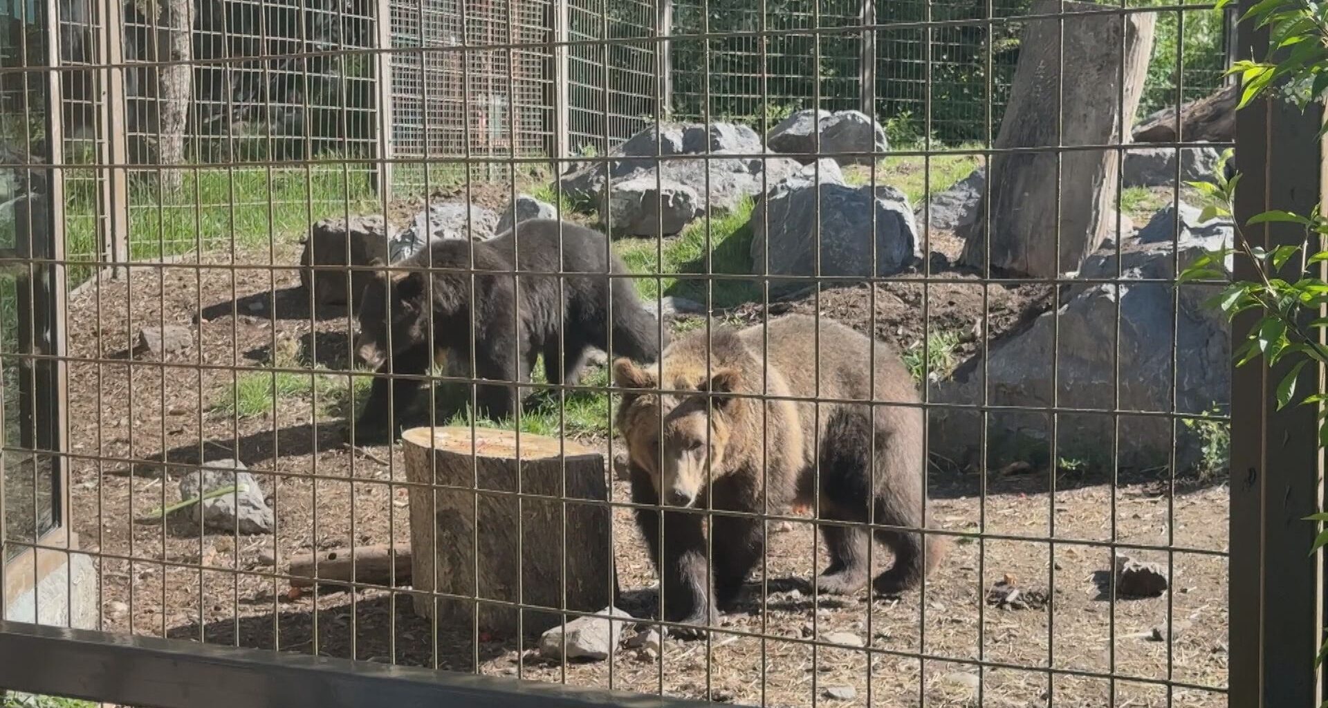Two orphaned grizzly bear cubs make debut at Calgary Zoo