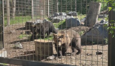 Two orphaned grizzly bear cubs make debut at Calgary Zoo