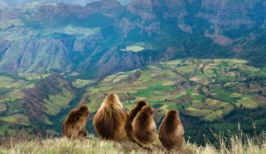 Baboon social lives are far more complicated than they look