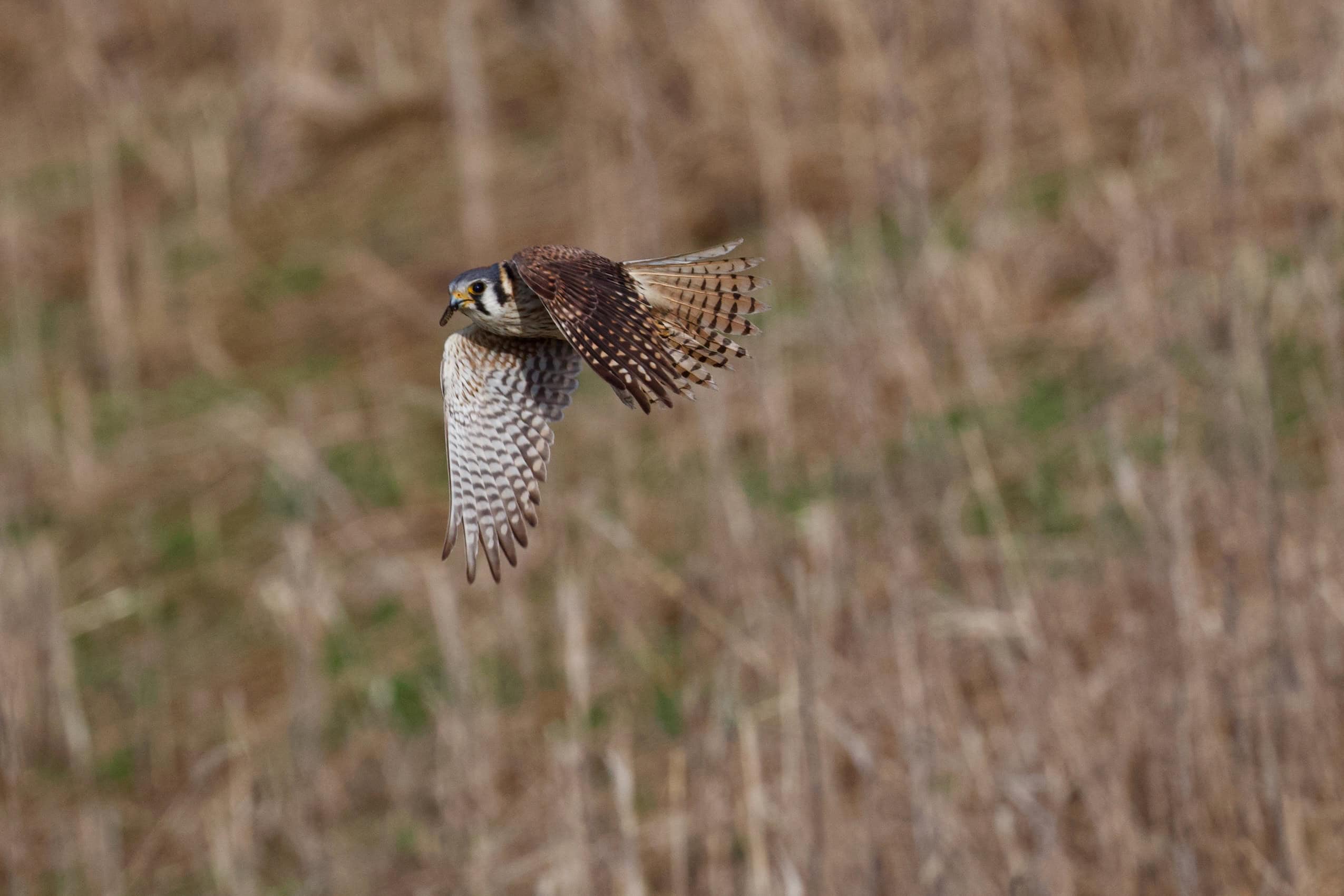 A kestrel flies over dry grass