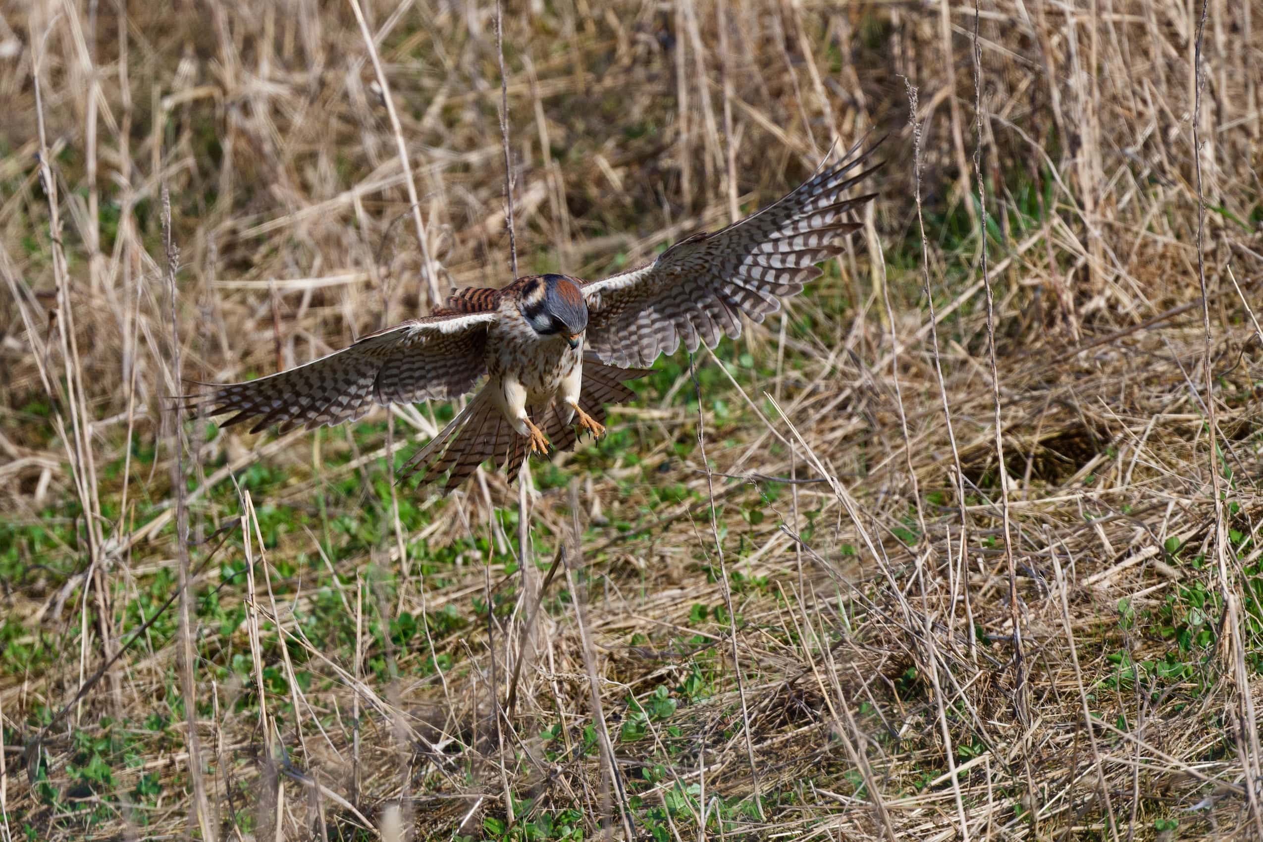 A kestrel flies over dry grass