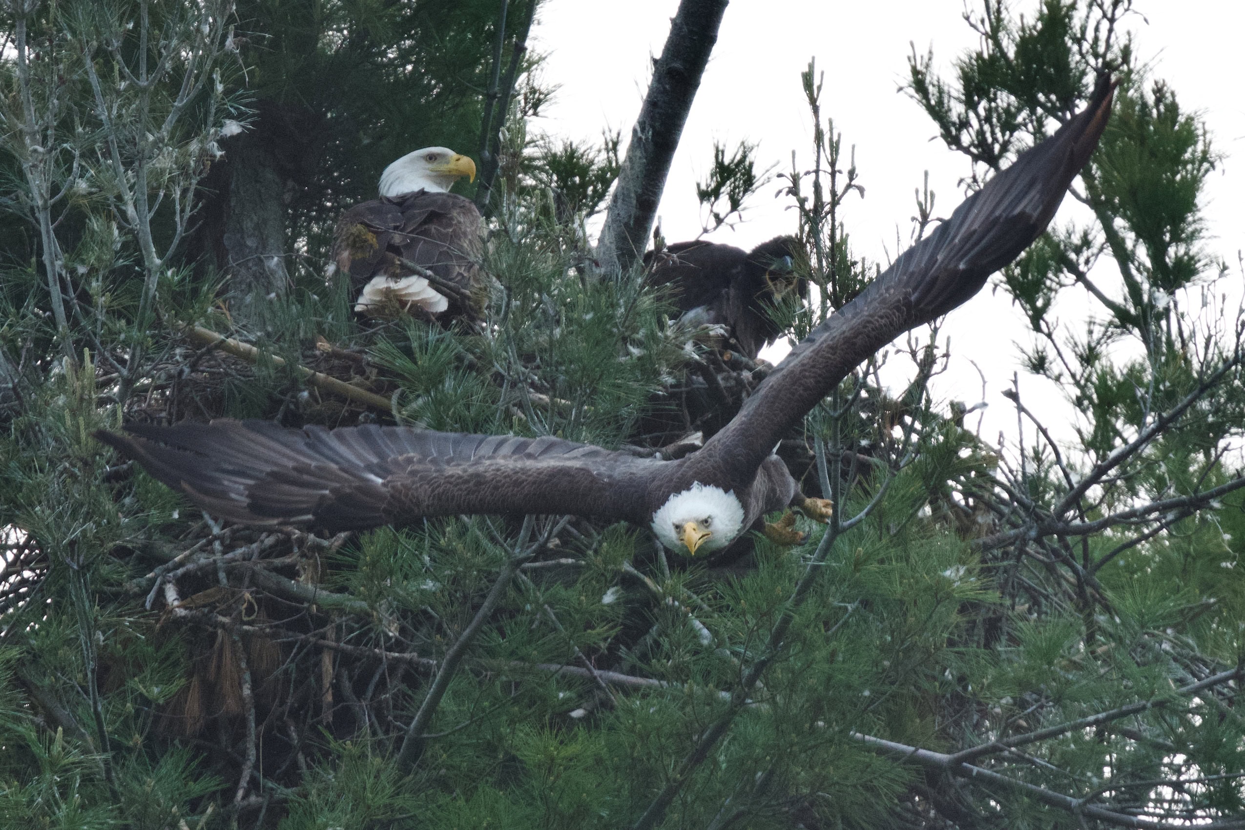 A bald eagle swoops down while one eagle watches on and a young one screams from the nest