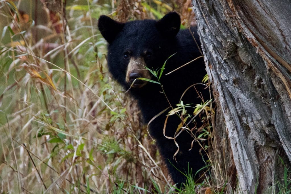 A young black bear peeks out from behind a tree