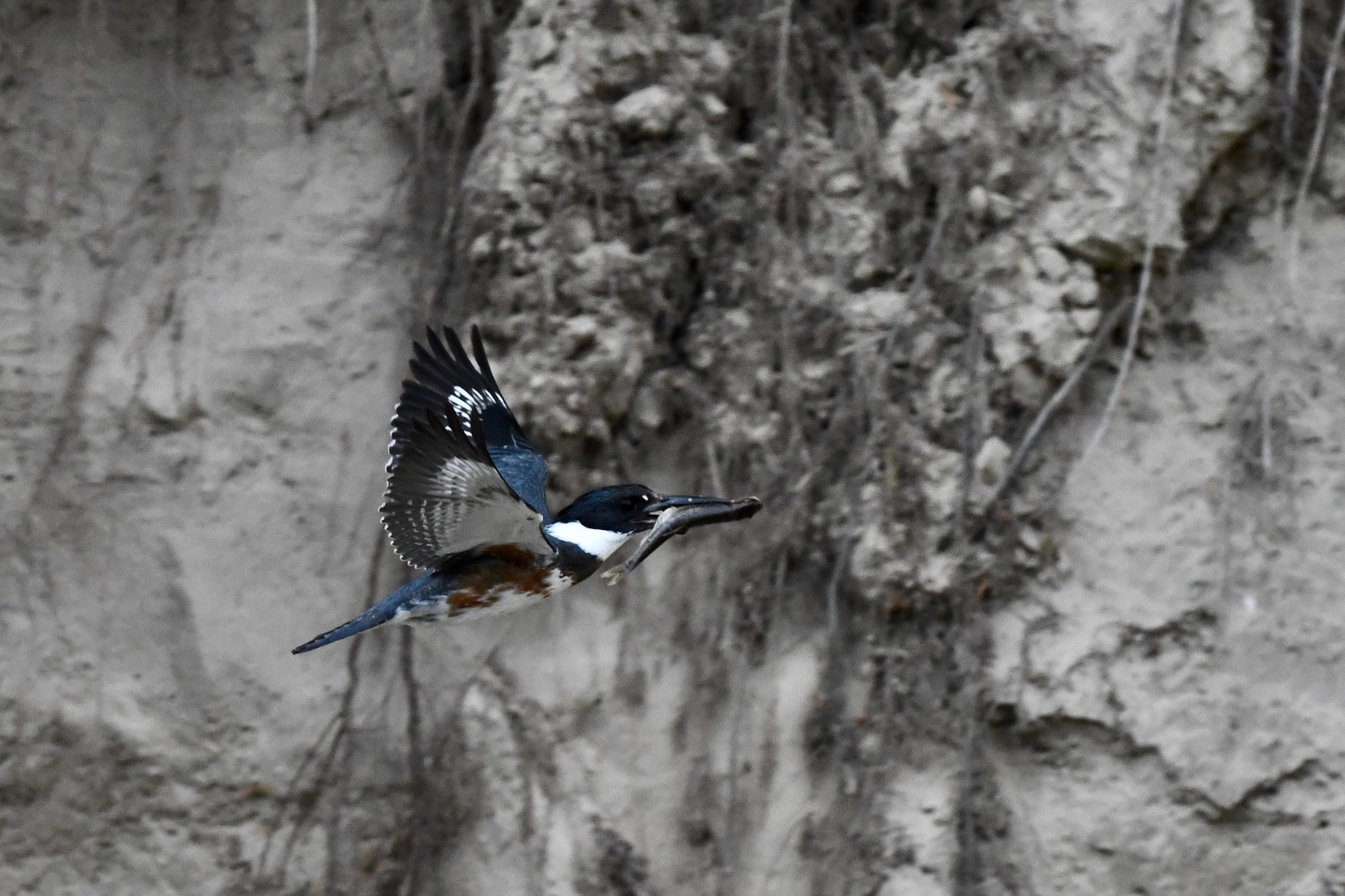 A kingfisher flies in front of a rock wall with a small fish in its beak