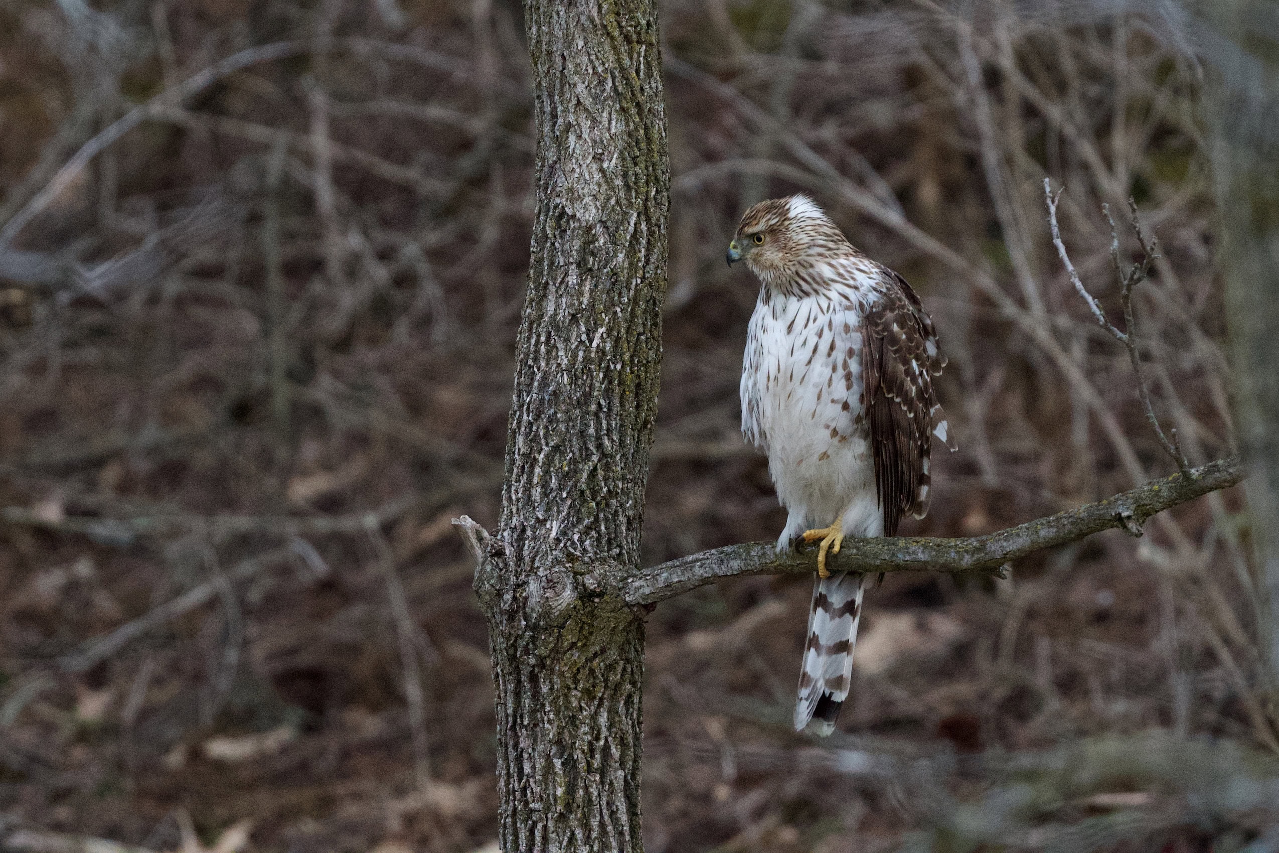 A young Cooper's hawk sits on a branch