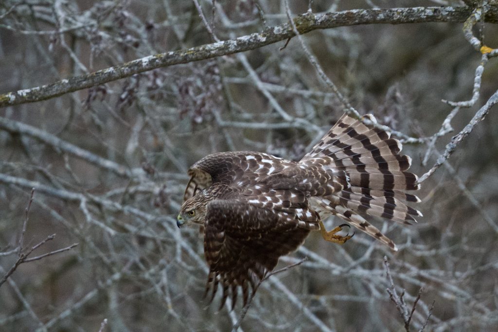 A Cooper's hawk with a brown-feathered back flies from a branch