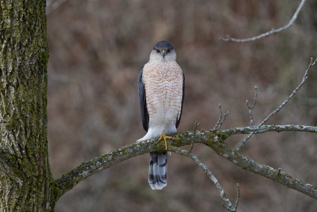 A Cooper's hawk sits on a branch, looking at the camera