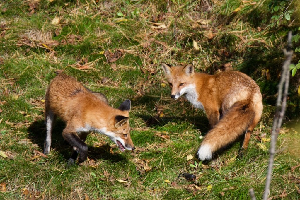 Two young foxes play in the grass